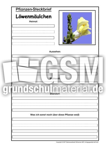 Pflanzensteckbrief-Löwenmäulchen.pdf